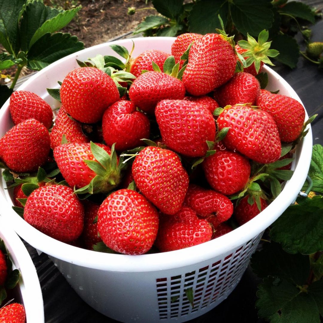 strawberry