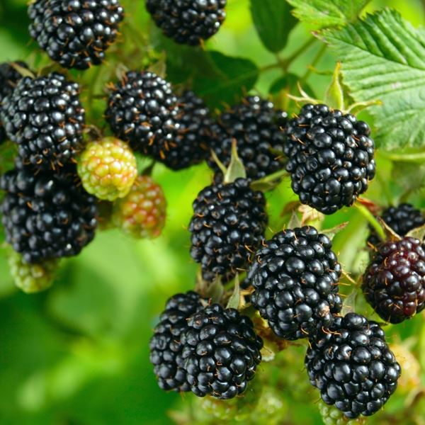 black-berry