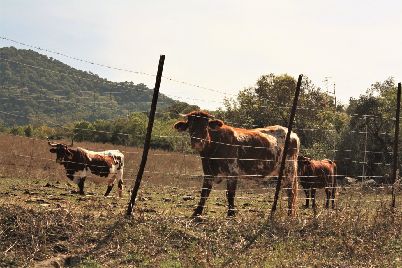 cattle-field